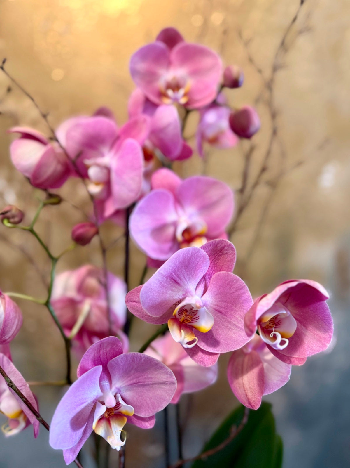 Purple Phalaenopsis Orchid Plant