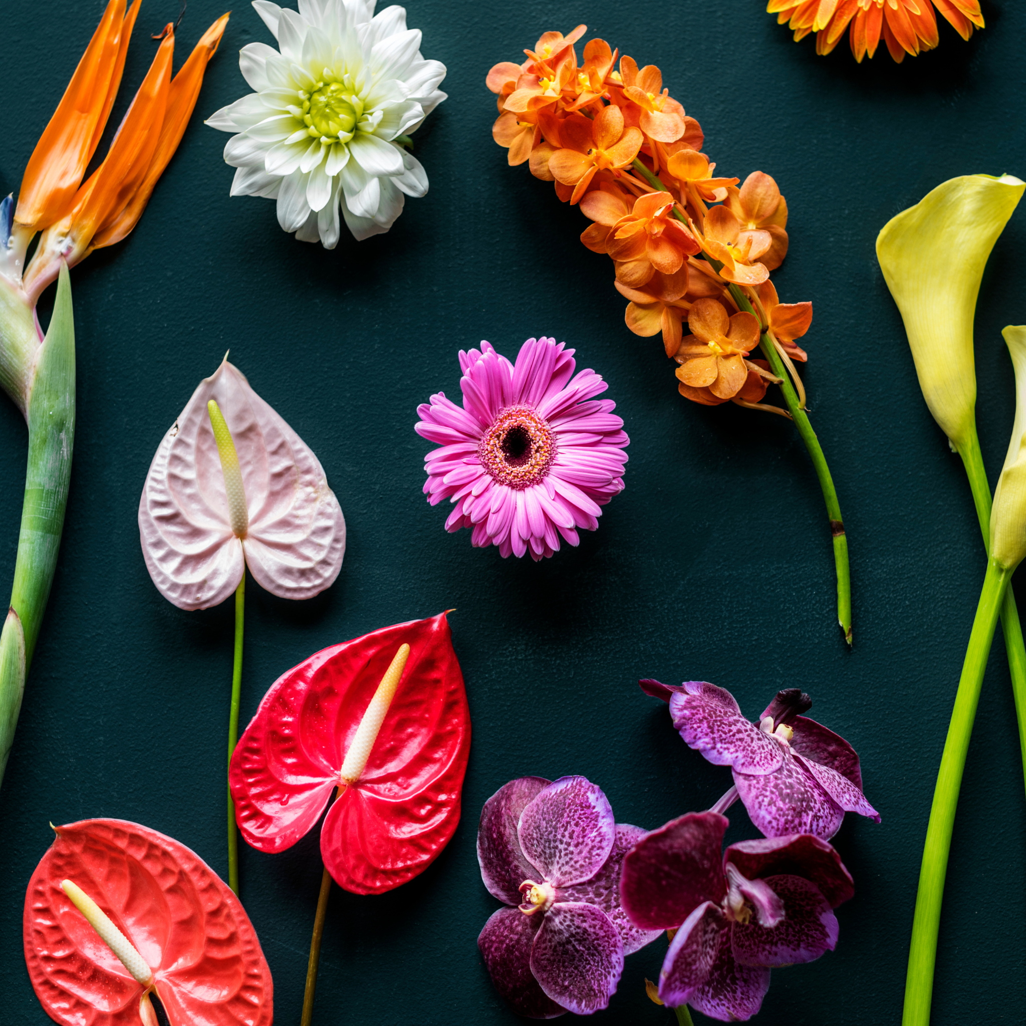 Flower Care