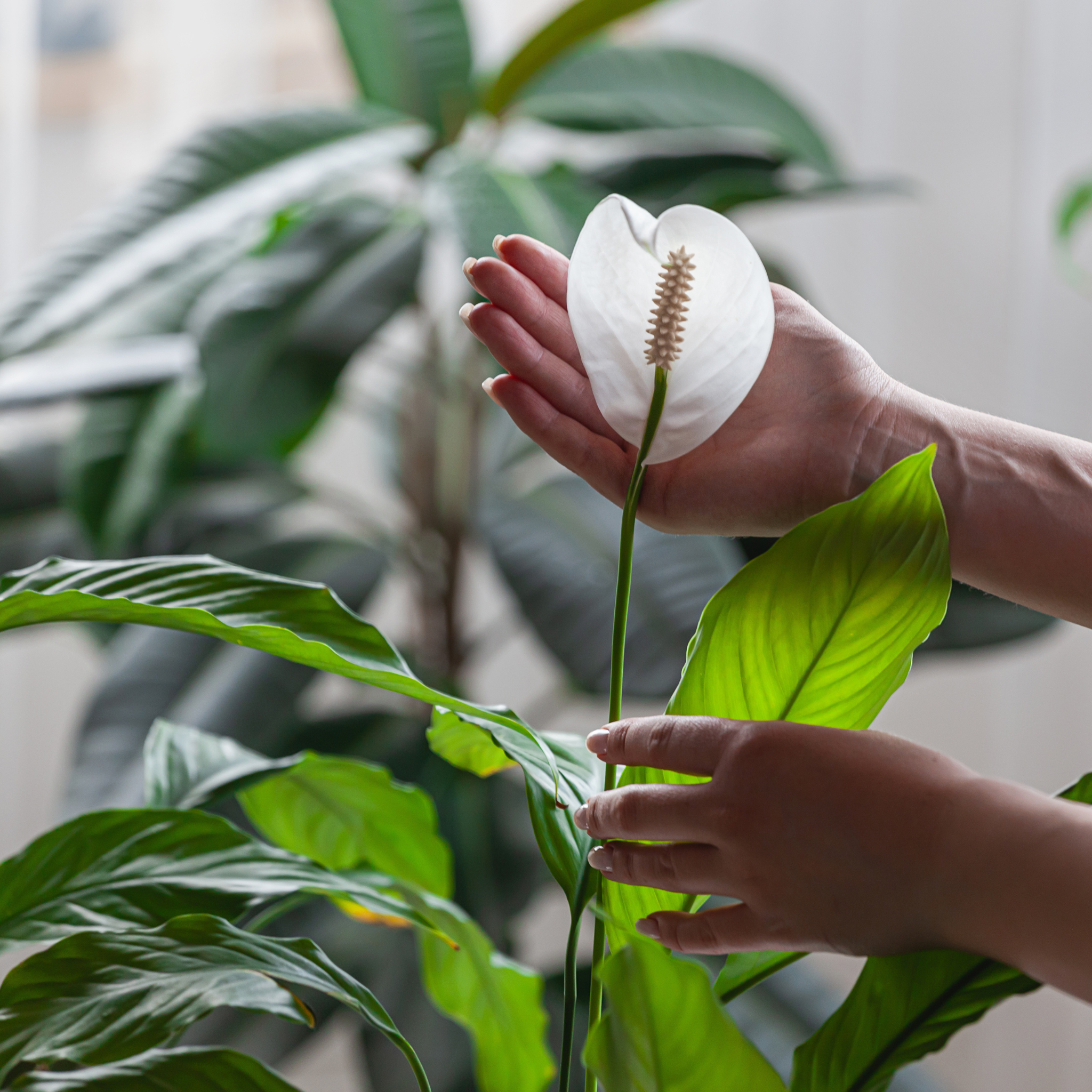 How to Care for your Peace Plant