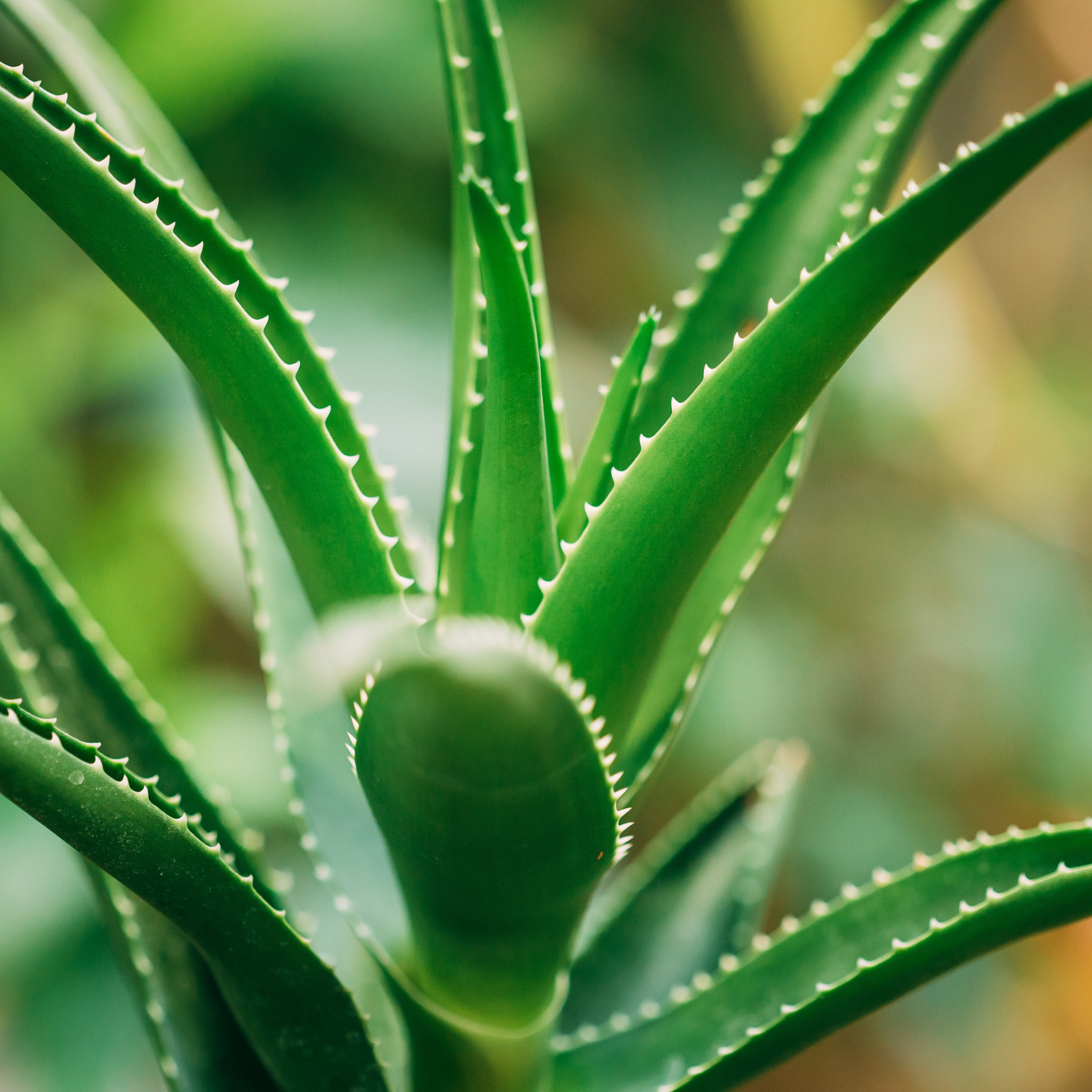 The Aloe Vera Plant. How to keep your medicine plant healthy