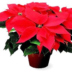 Poinsettia plant with red and green leaves in pot