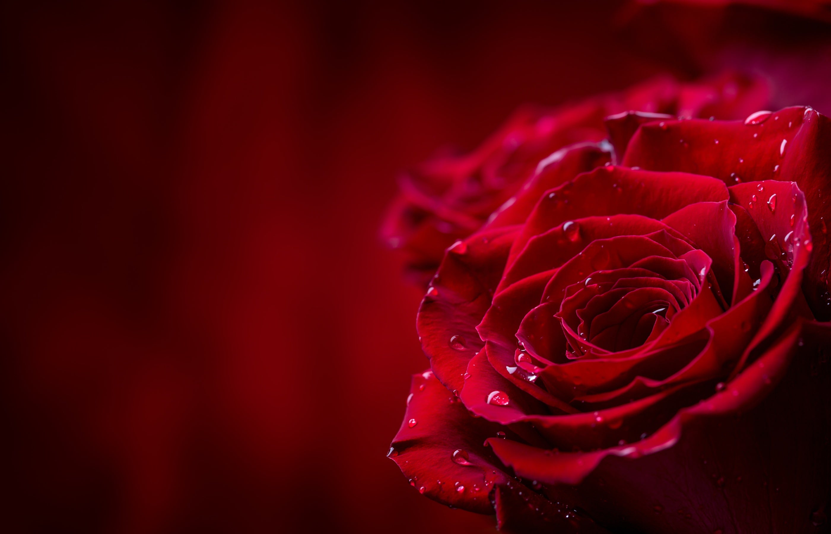 Red rose flower head with morning dewg