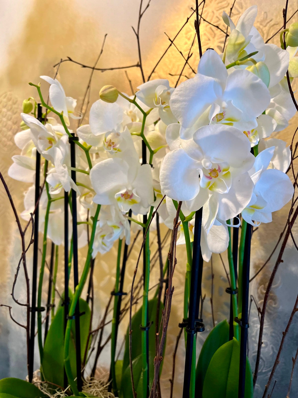 Large Planted White Orchid Display