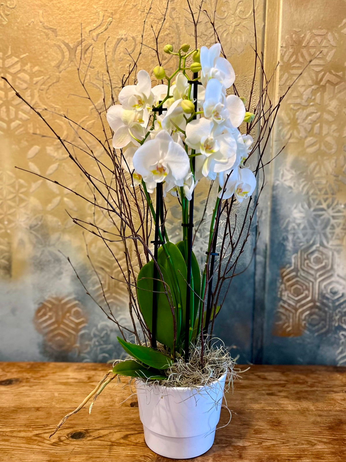 White Orchid Plant