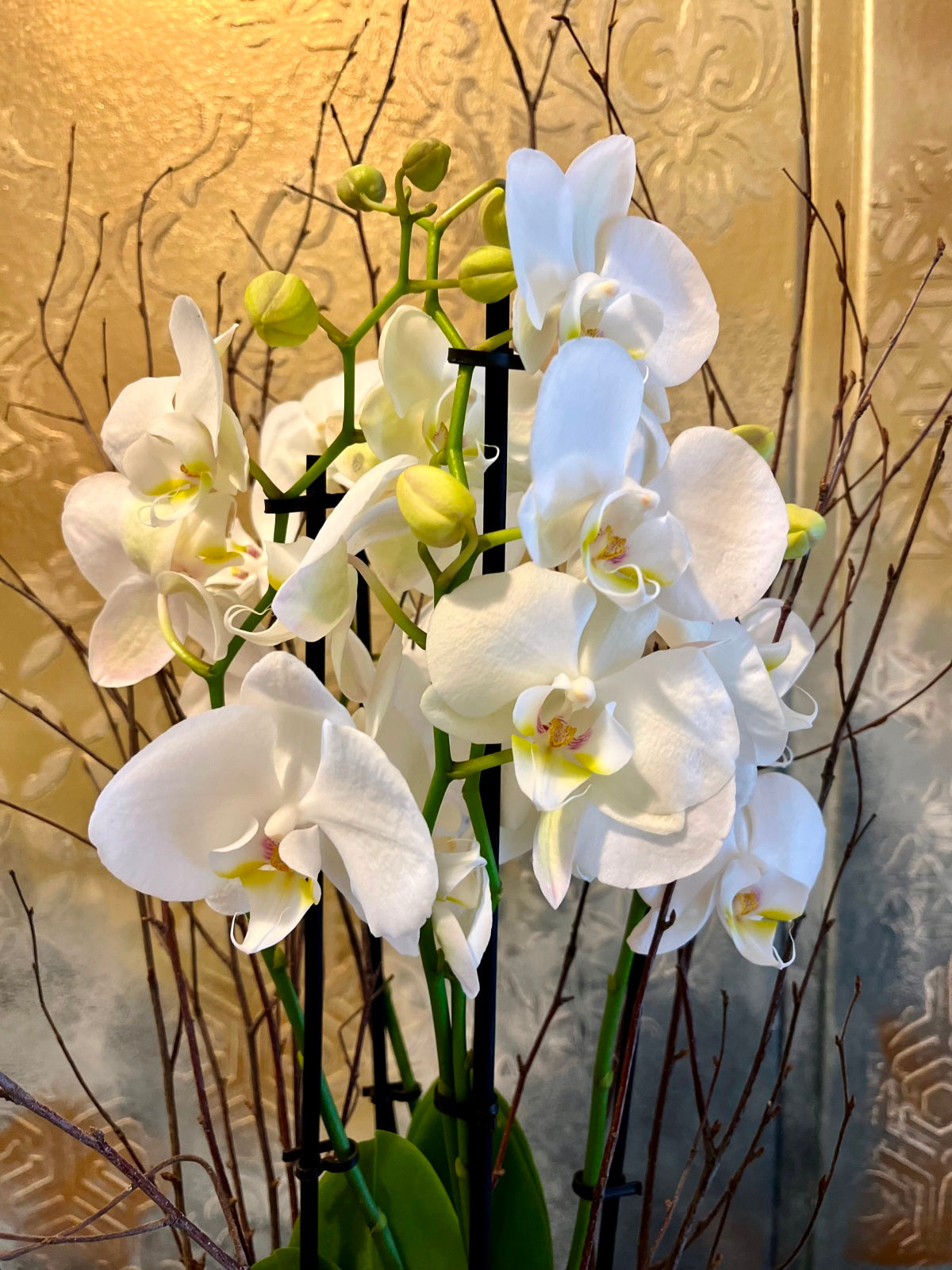 White Orchid Plant detail