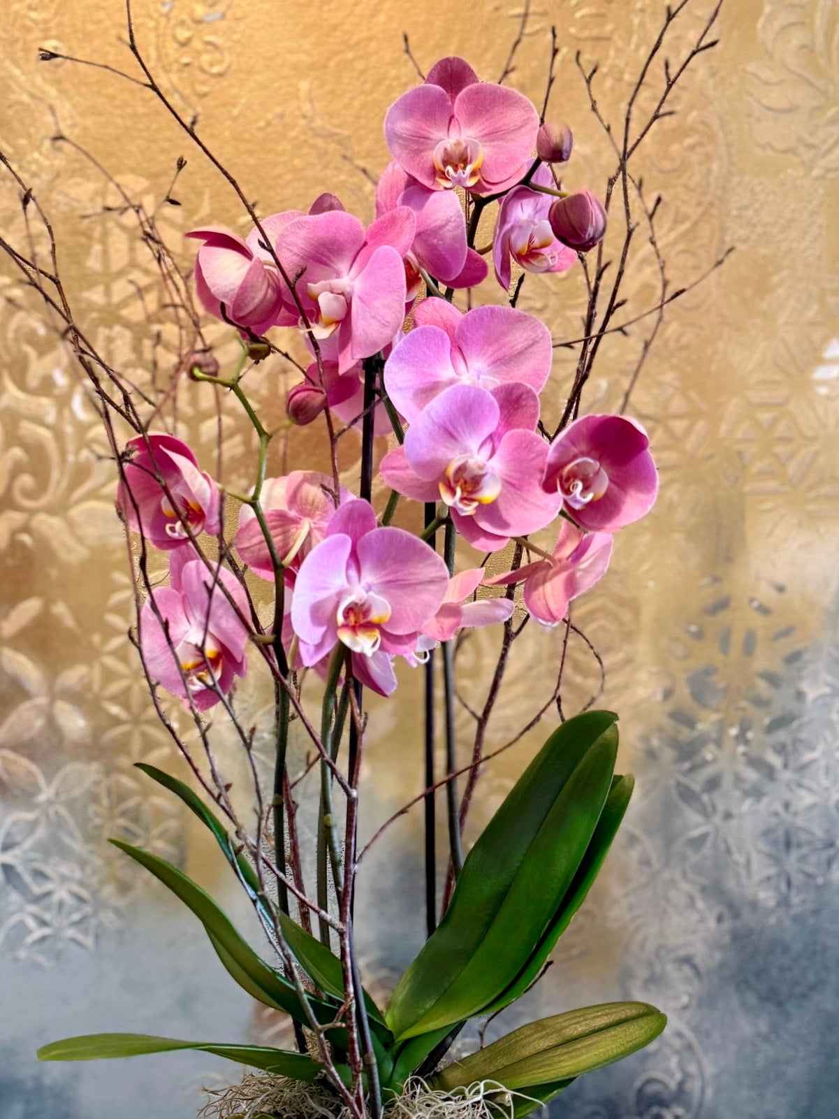 Purple Orchid Plant detail