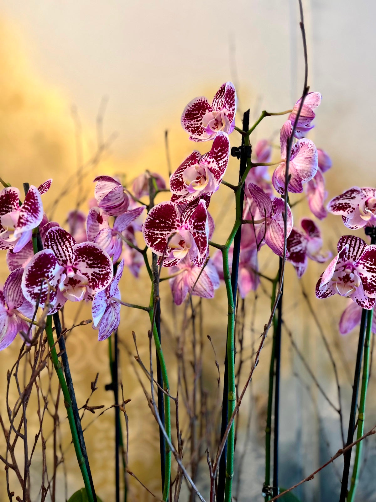Large Planted Purple Orchid Display detail