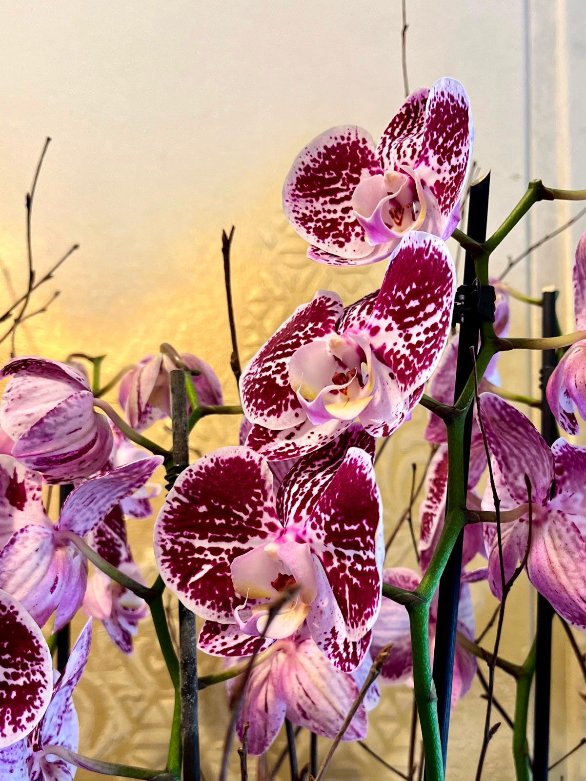 Large Planted Purple Orchid Display zoomed in image