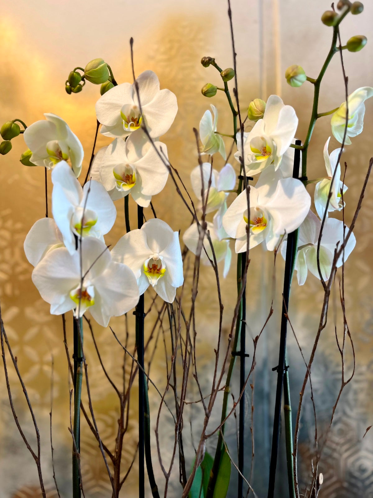 White Orchid Plants in Boat Shaped Container detail