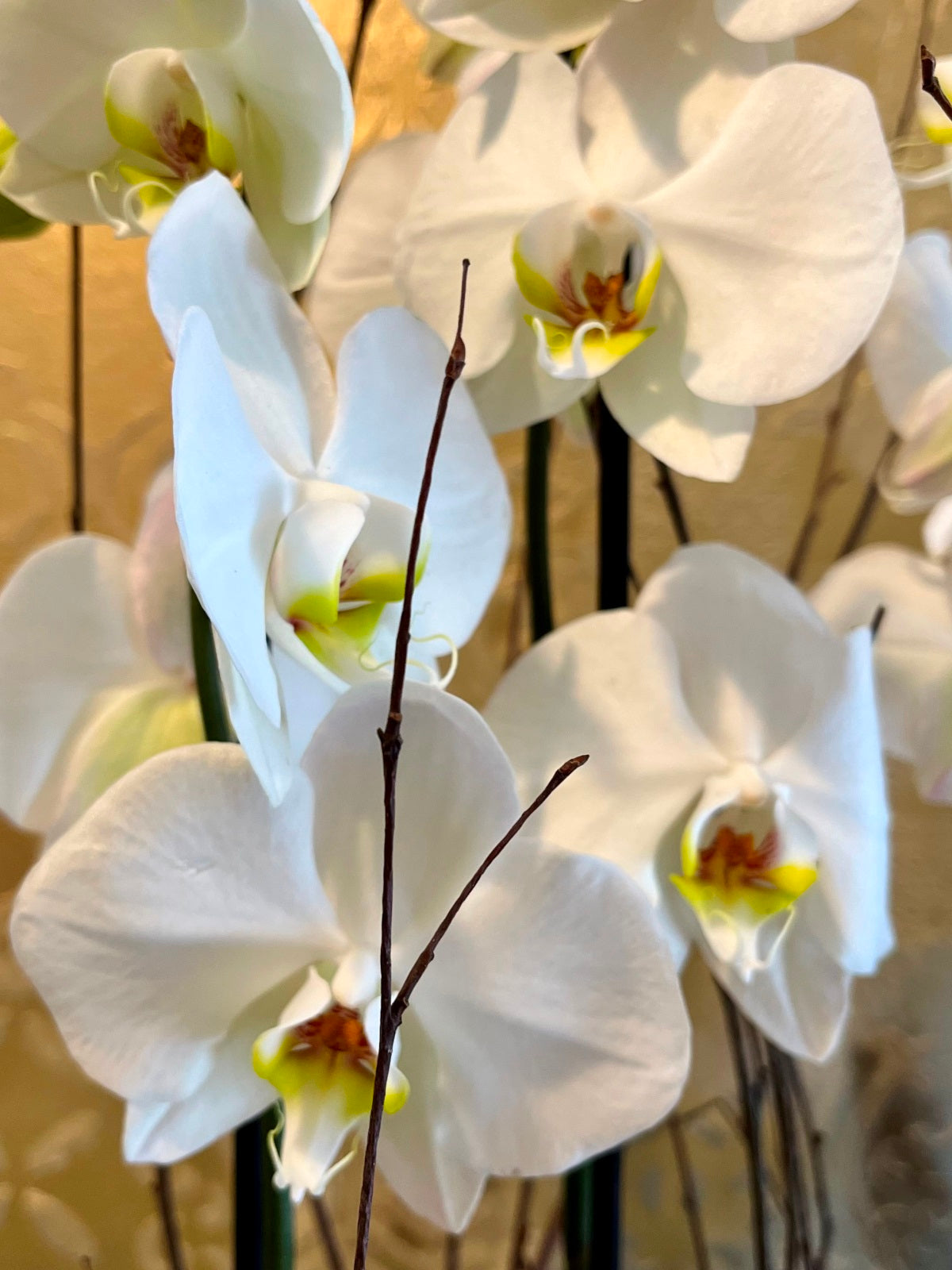 White Orchid Plants in Boat Shaped Container zoom