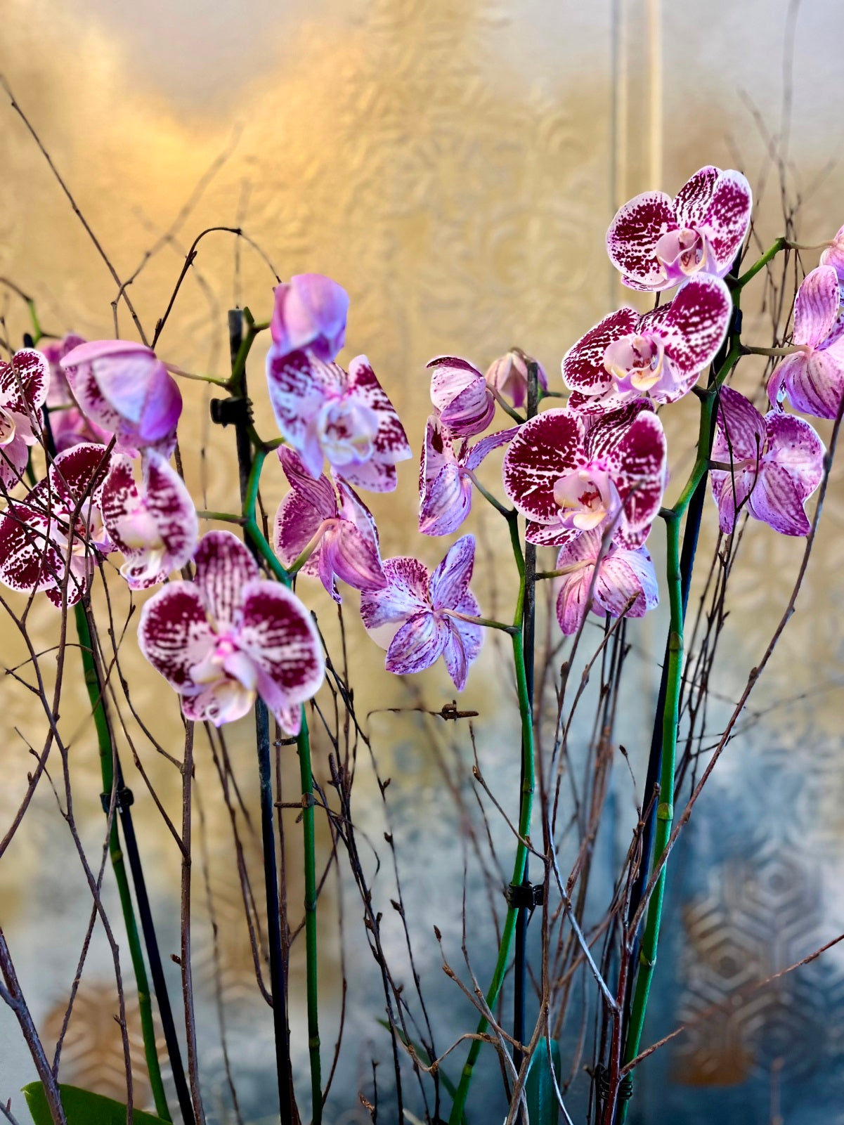 Purple Orchid Plants in Boat Shaped Container detail