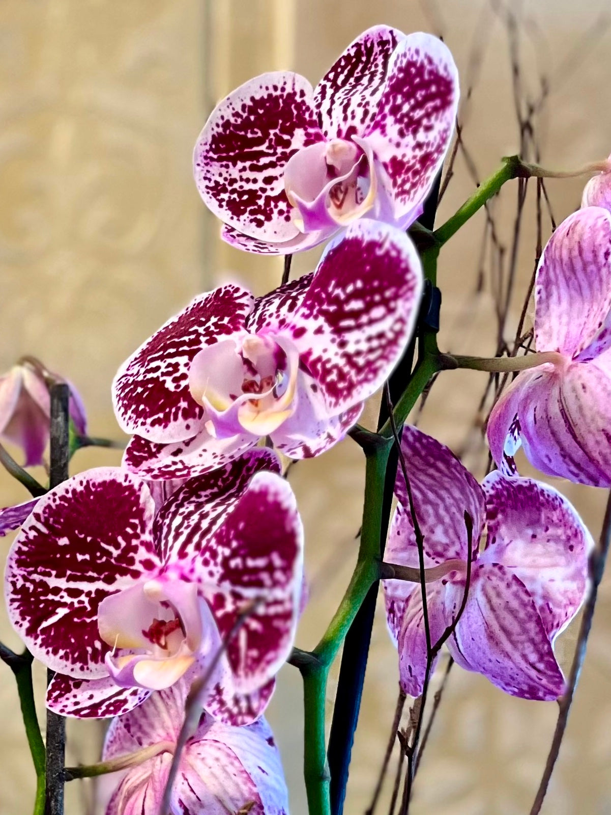 Purple Orchid Plants in Boat Shaped Container zoomed in