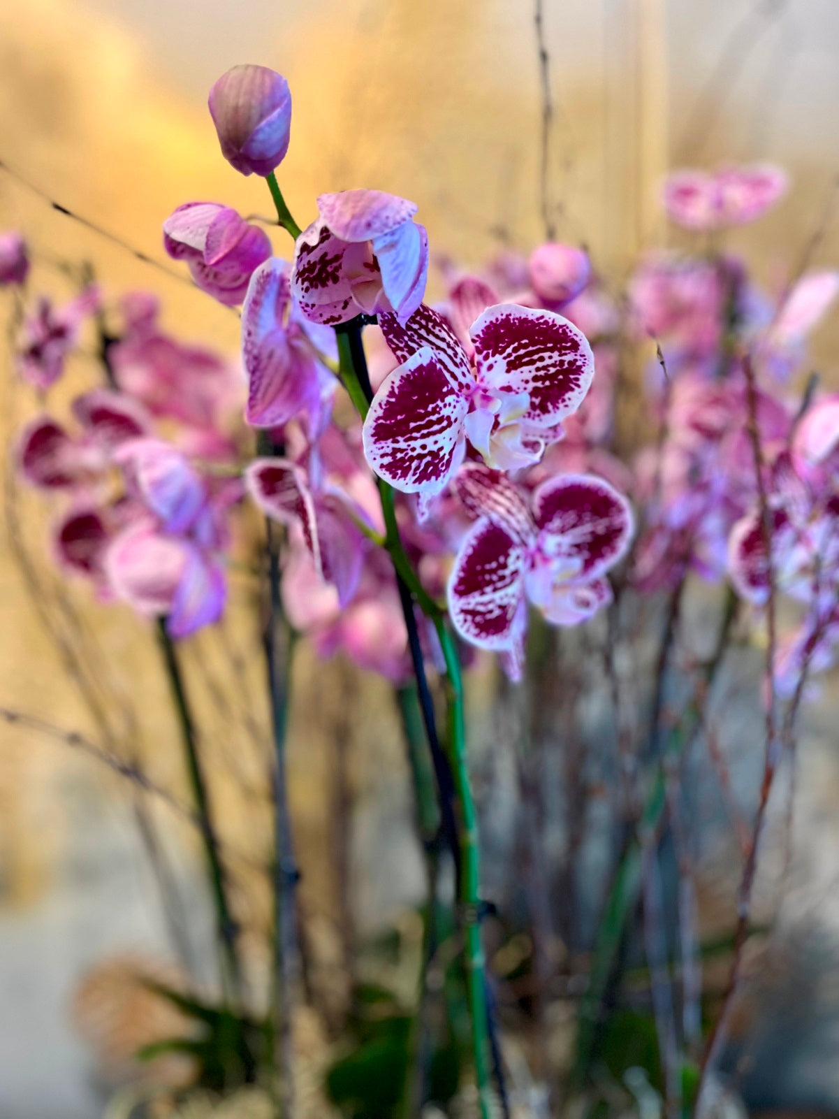 Spectacular Planted Purple Orchid Display detail