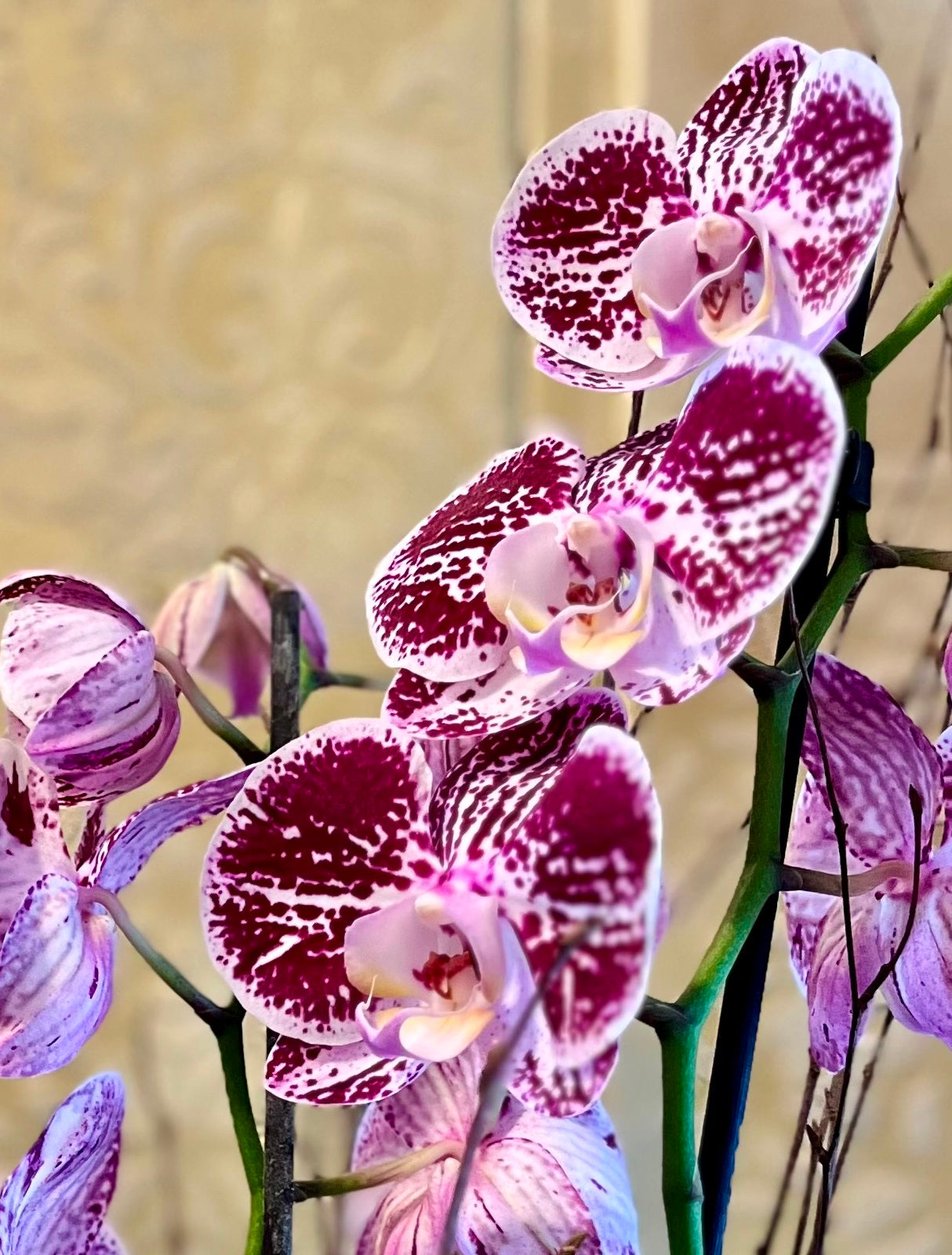 Spectacular Planted Purple Orchid Display zoomed in image