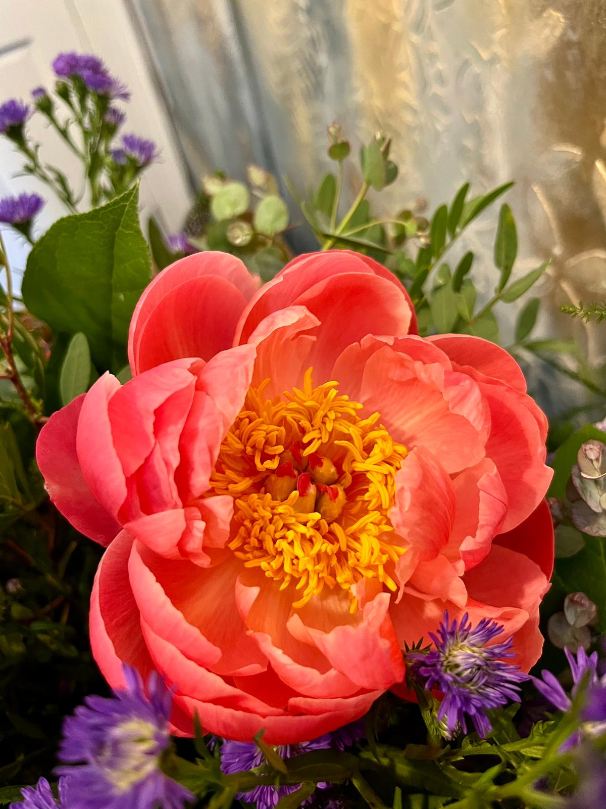Close up of a coral peony rose