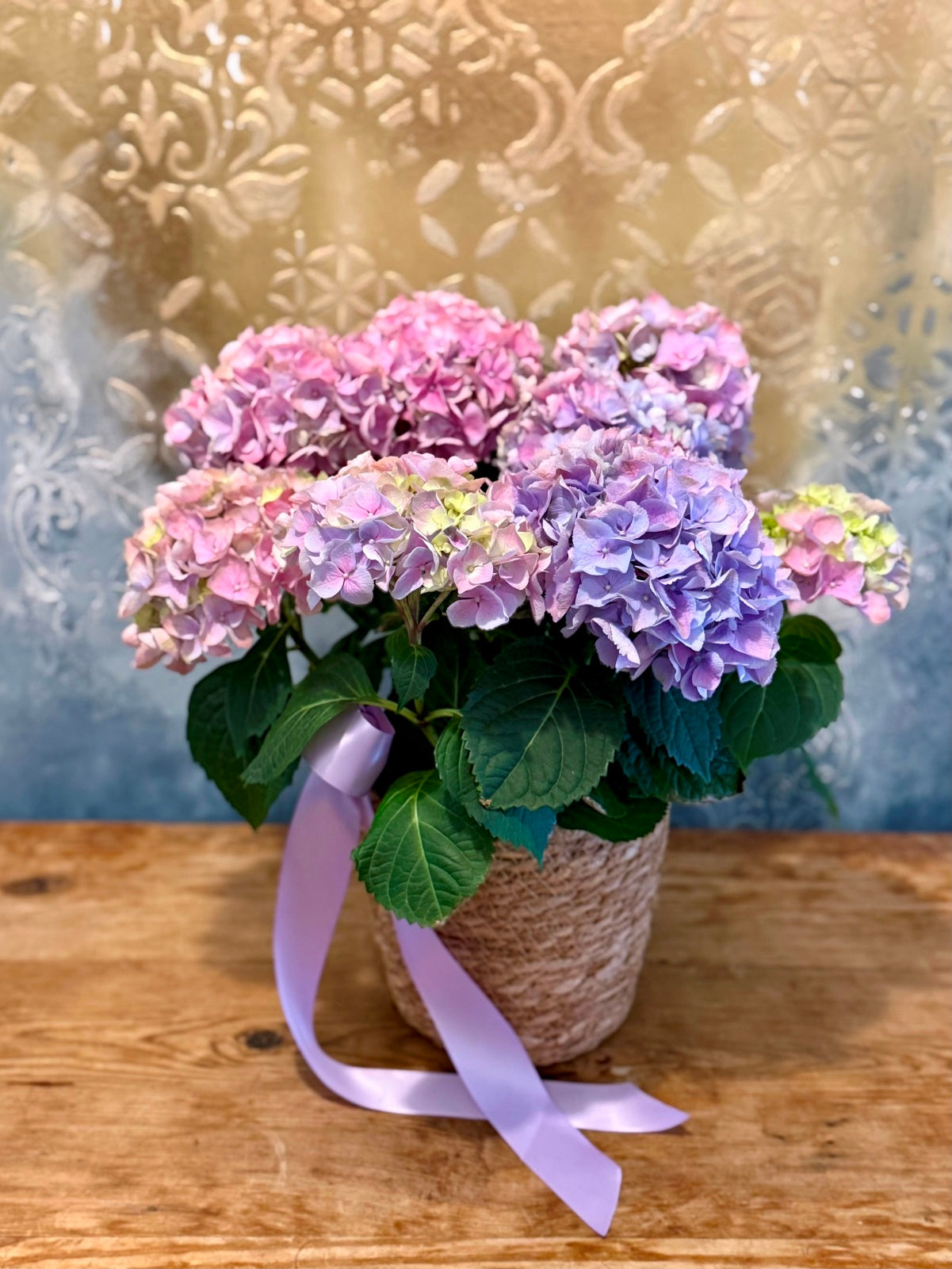 Colourful Hydrangea Plant in Woven container