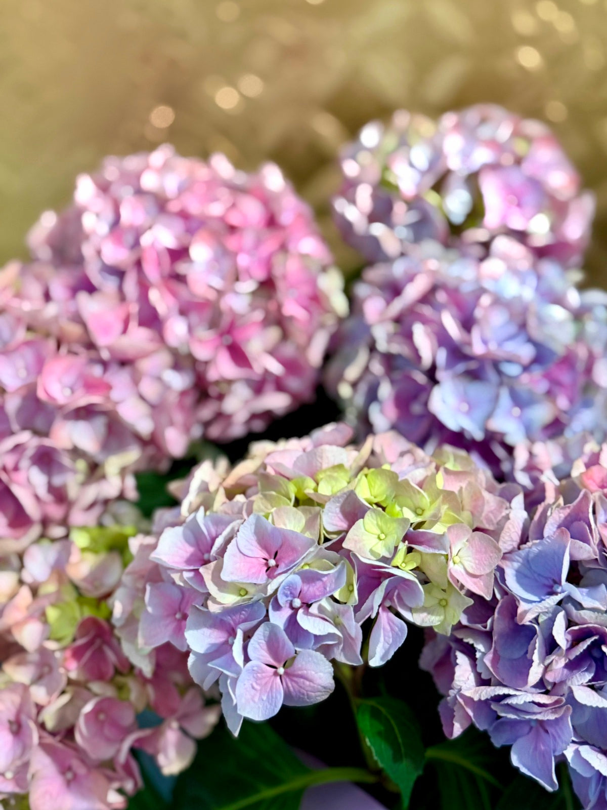 Colourful Hydrangea Plant in Woven container colse up