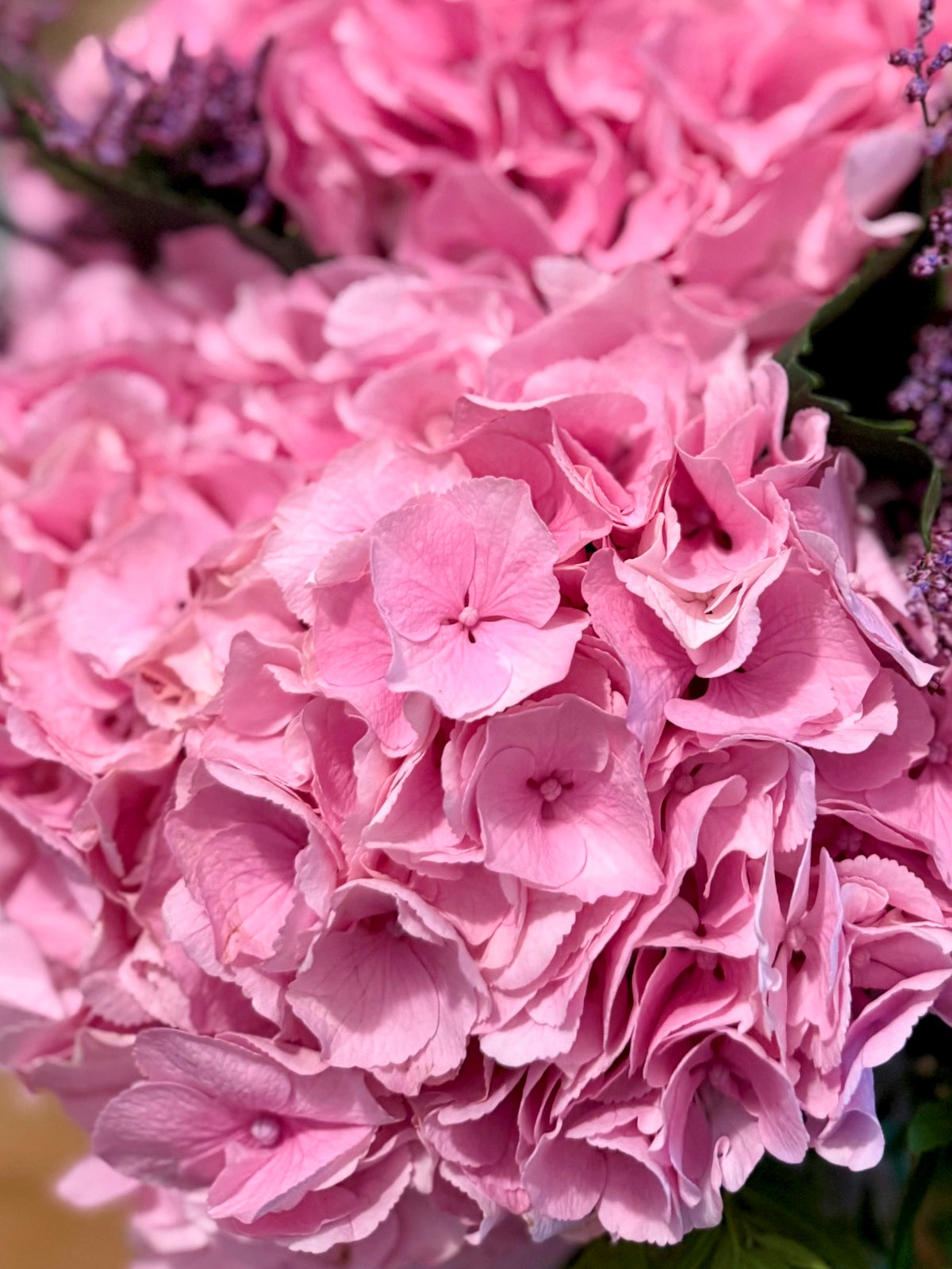 Pink Hydrangea Flowers in Vase Close up image