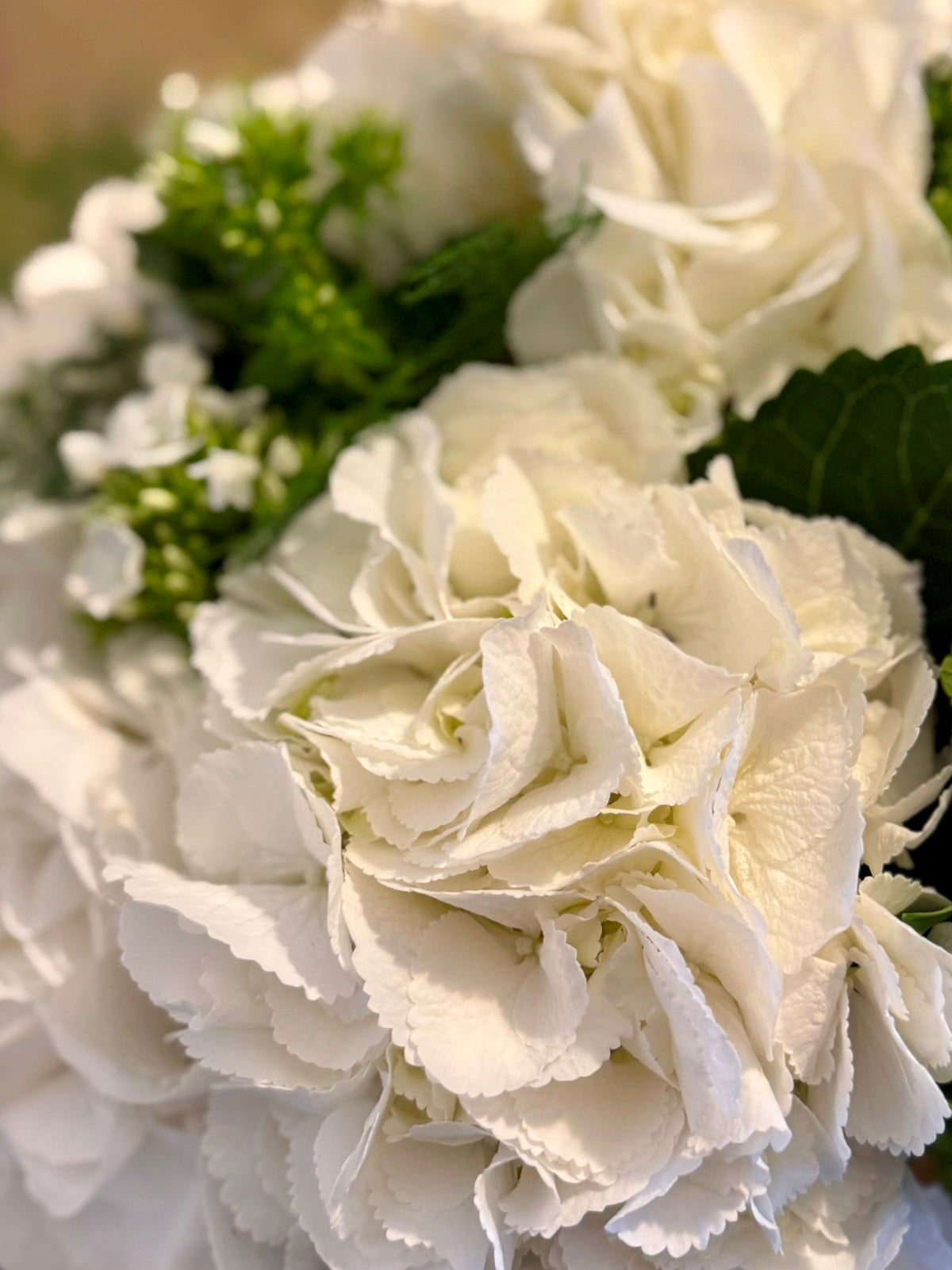 White Hydrangea Flowers in Vase Close Up Image