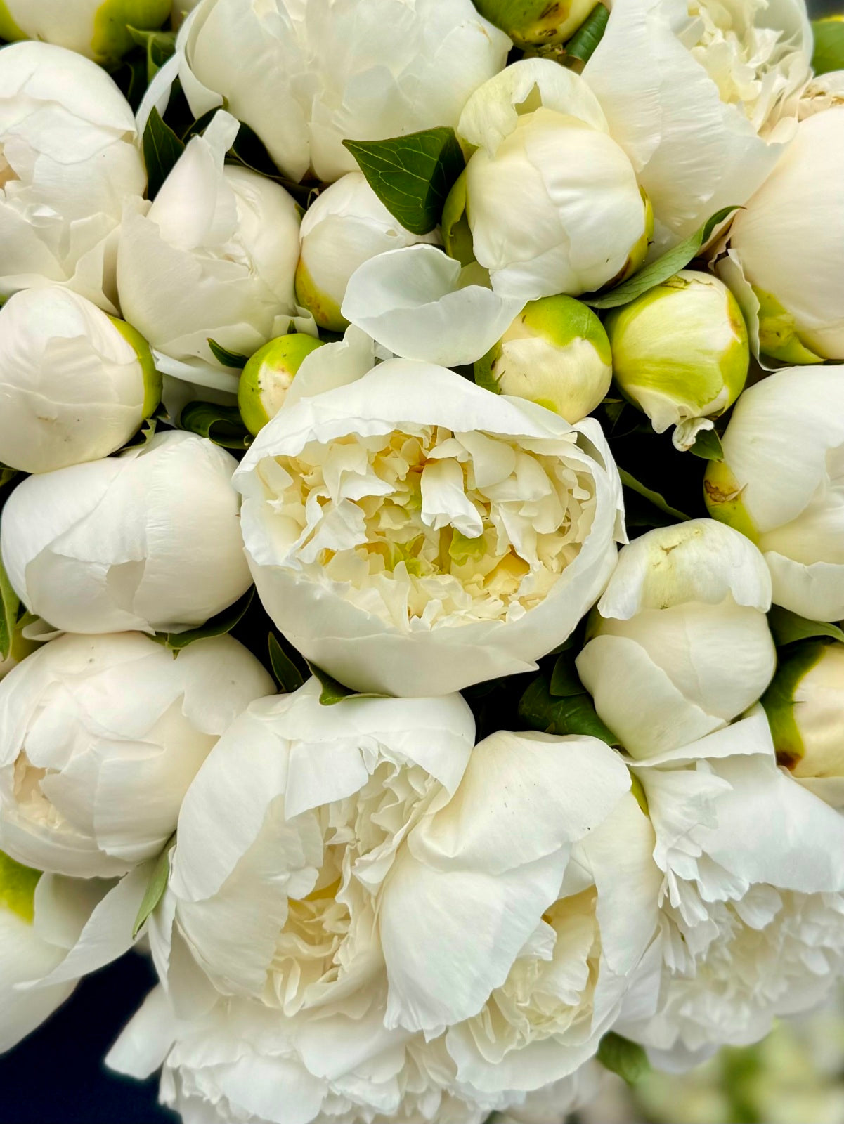 Luxury white peony rose flower bouquet close up image