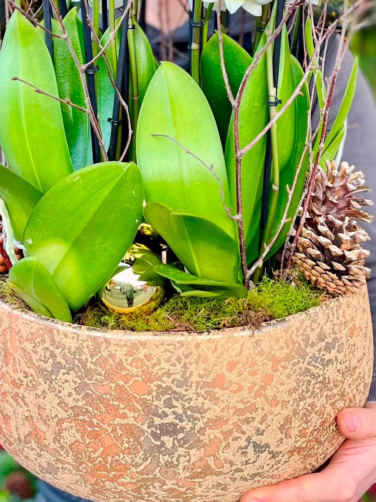 Spectacular White Orchid Christmas Display