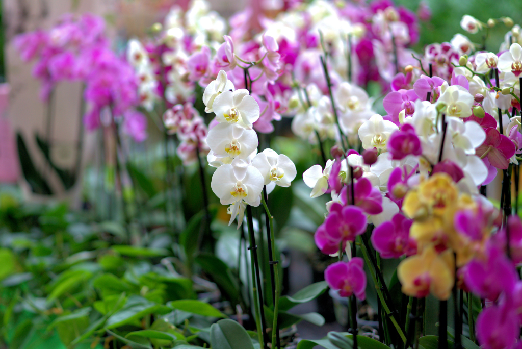Care for Orchid Plants