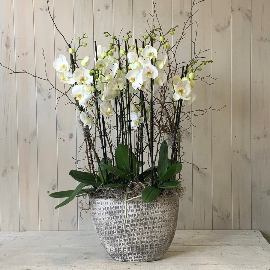 Home flower delivery. Grouping of white Orchid plants in ceramic container. Dublin delivery available on a same day basis.