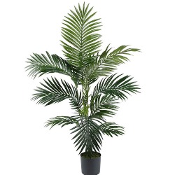 Caring for Kentia Palms