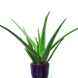 Plant delivery in Ireland Aloe Vera plants
