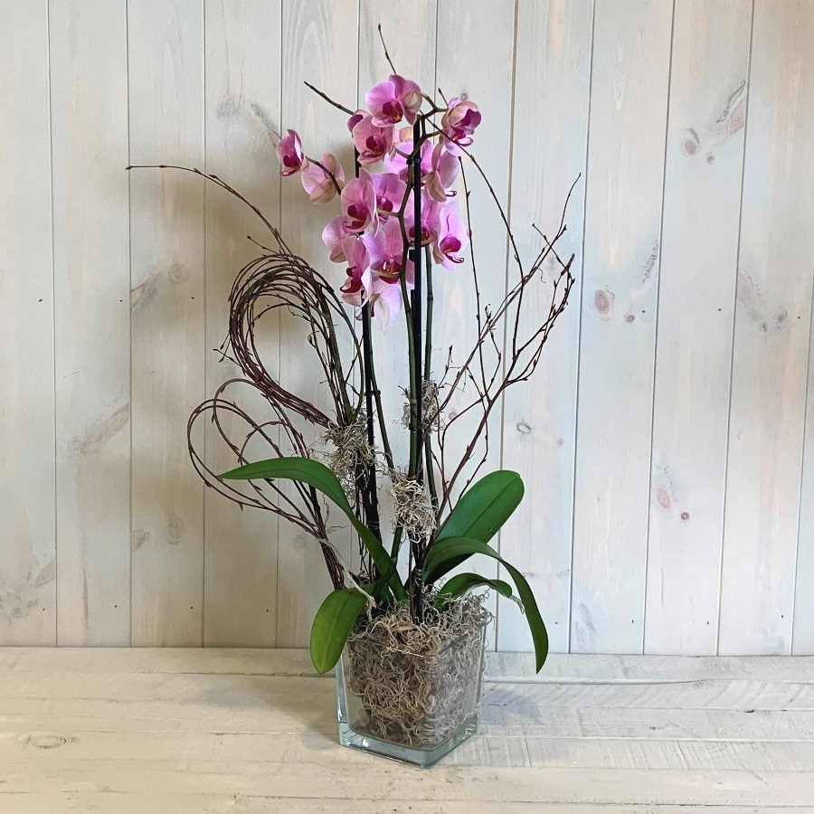 Purple Orchid Plant in Glass Vase