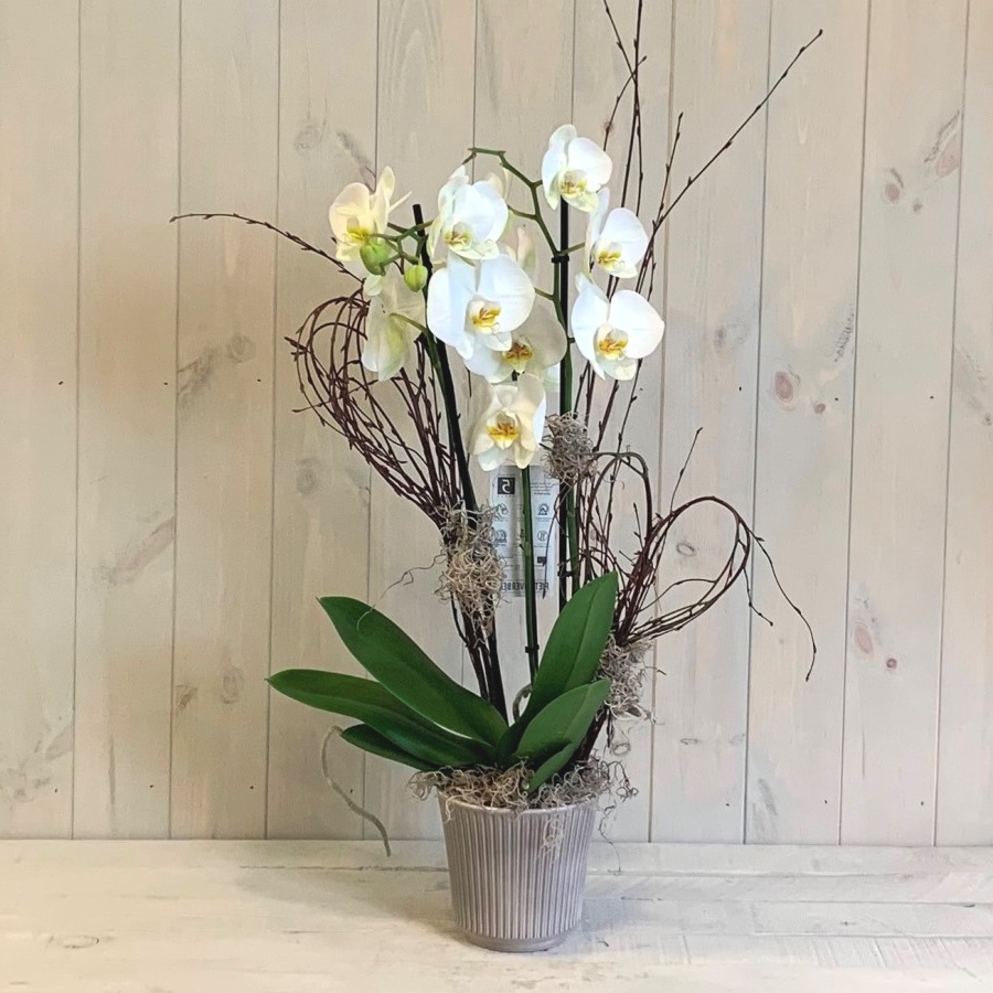 White Orchid Plant in Ceramic Container