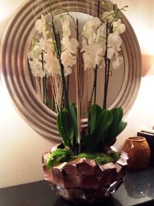 White orchid plants sent in planter in Dublin hotel