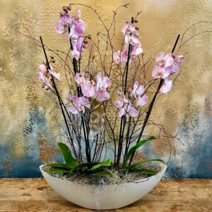 A pair of purple orchid plants with delivery available in Dublin