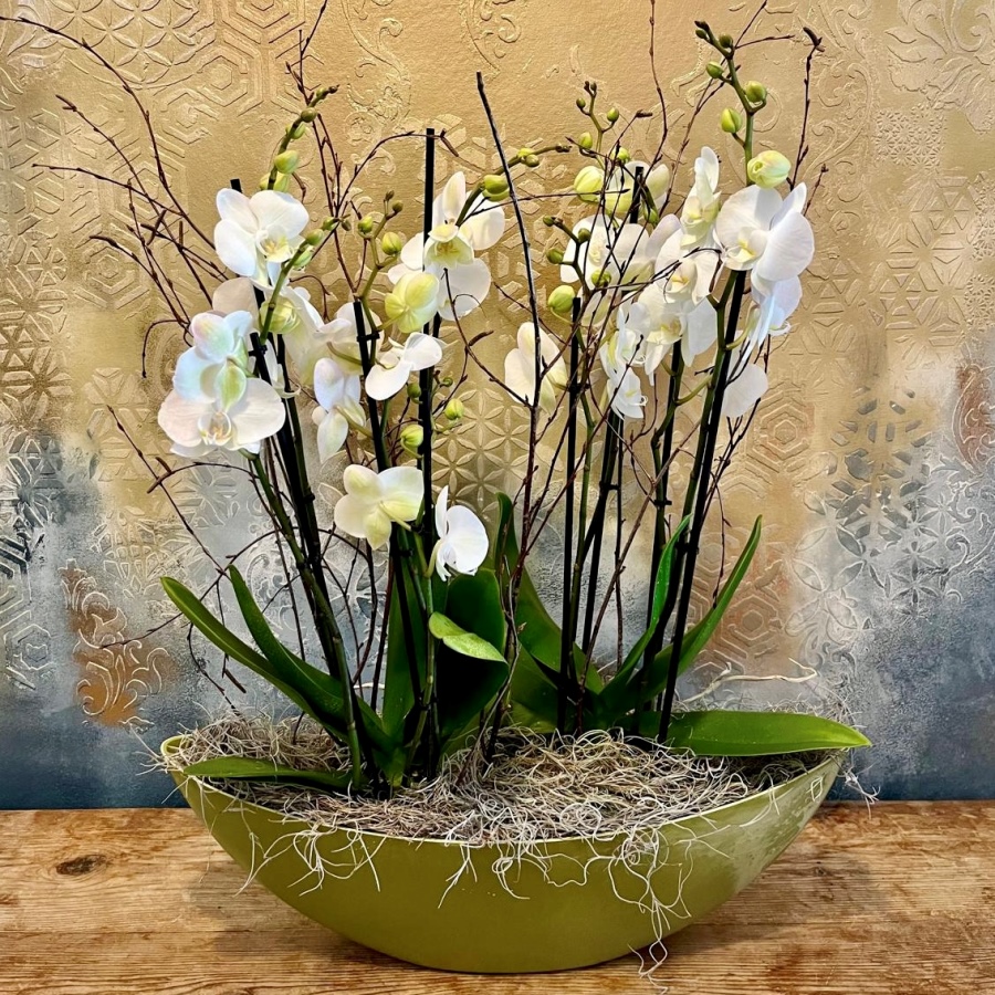 A pair of white orchid plants for delivery in Dublin