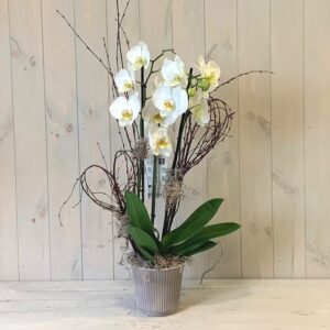 Phalaenopsis Orchid Plant for Delivery in Dublin