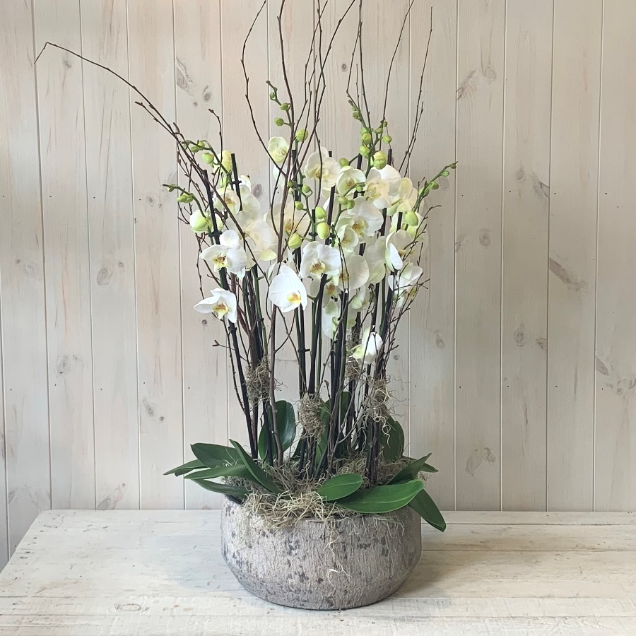 Extravagant Orchid Plant Display. Designed and Delivered in Dublin by Blooming Amazing Flower Company d