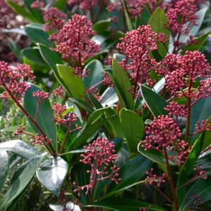 Skimmia plants for winter colour. Not really a flowering plant - more of a bush