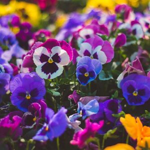 Viola or Pansy - you really can get more colourful wintyer plants than these