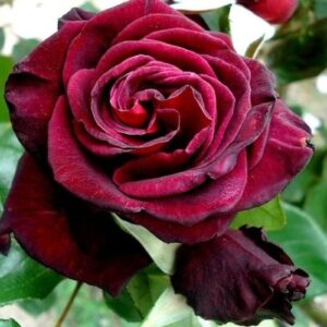 Black Baccara Red Rose - a great option to include in a St. Valentines day red rose bouquet