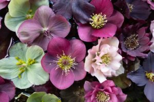 Hellebores or The Christmas Rose