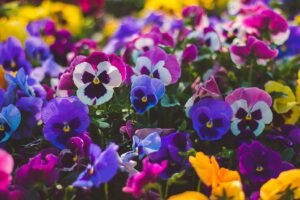 Pansy or Viola flowers - perfect to add winter colour to your garden