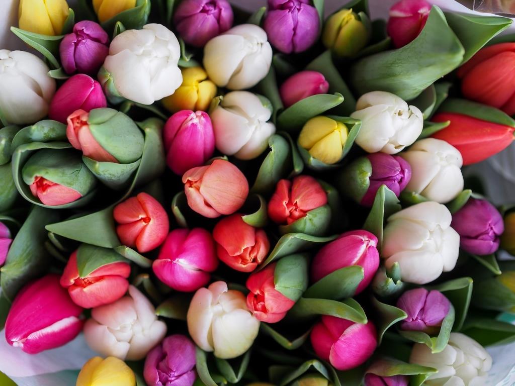 Colourful Spring Tulips