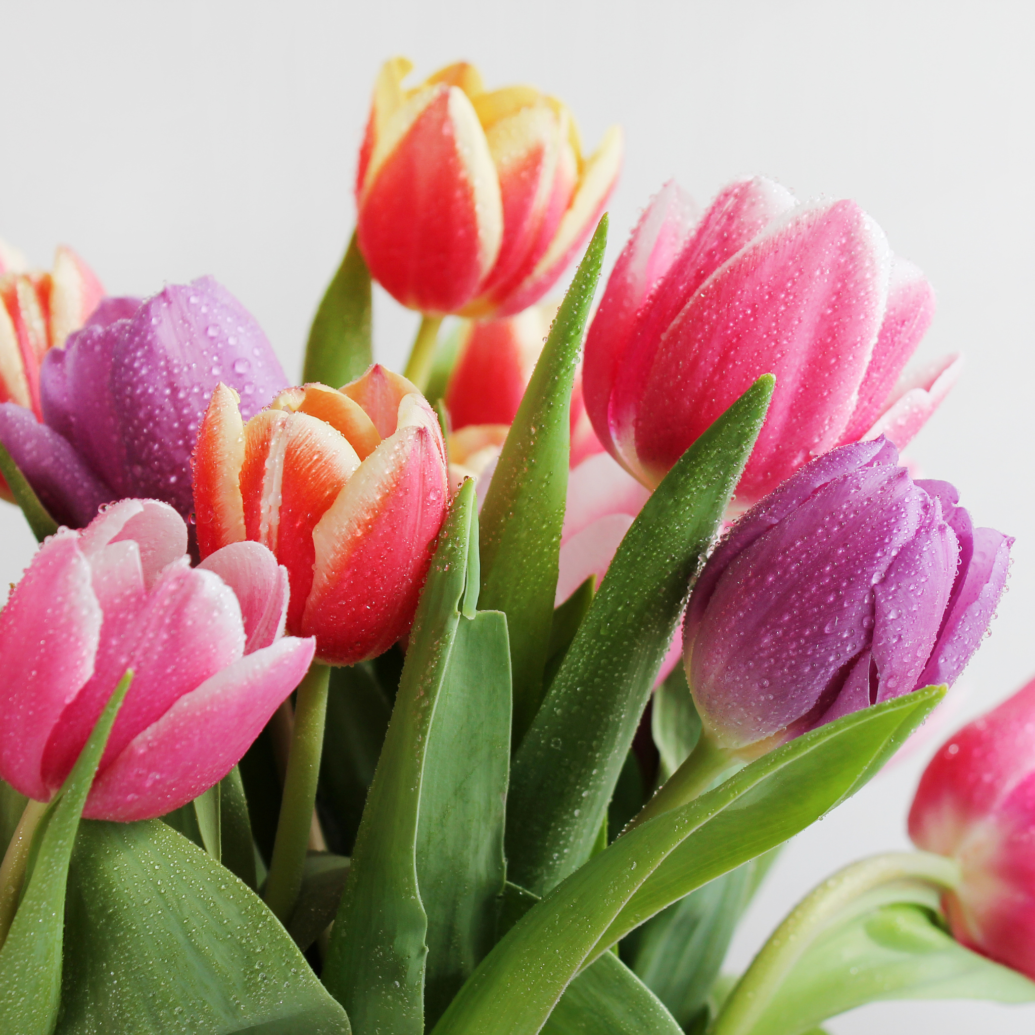 Top Tips For Tulips