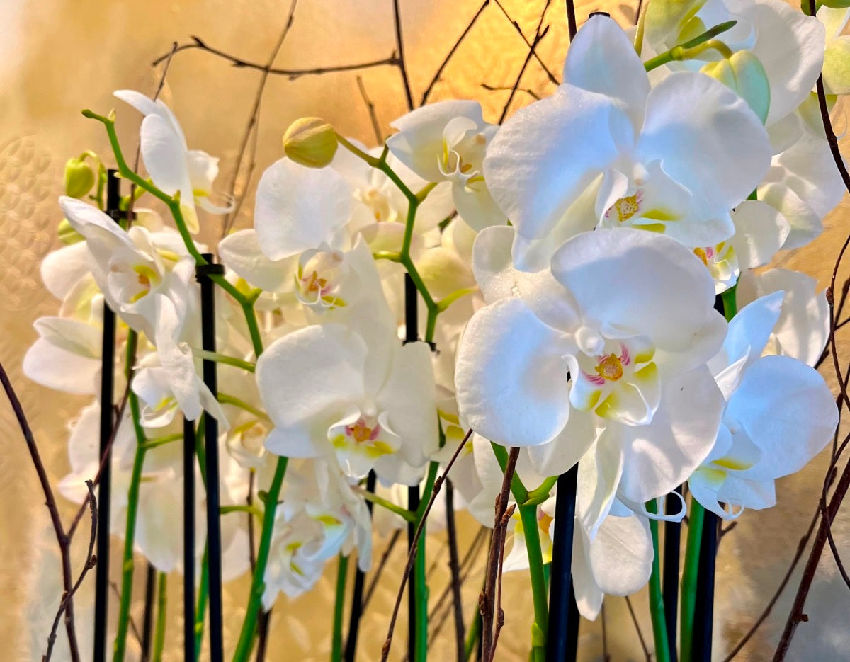 How to Care for Orchids – A Florist's Dublin Guide to Maintaining Orchid Plants