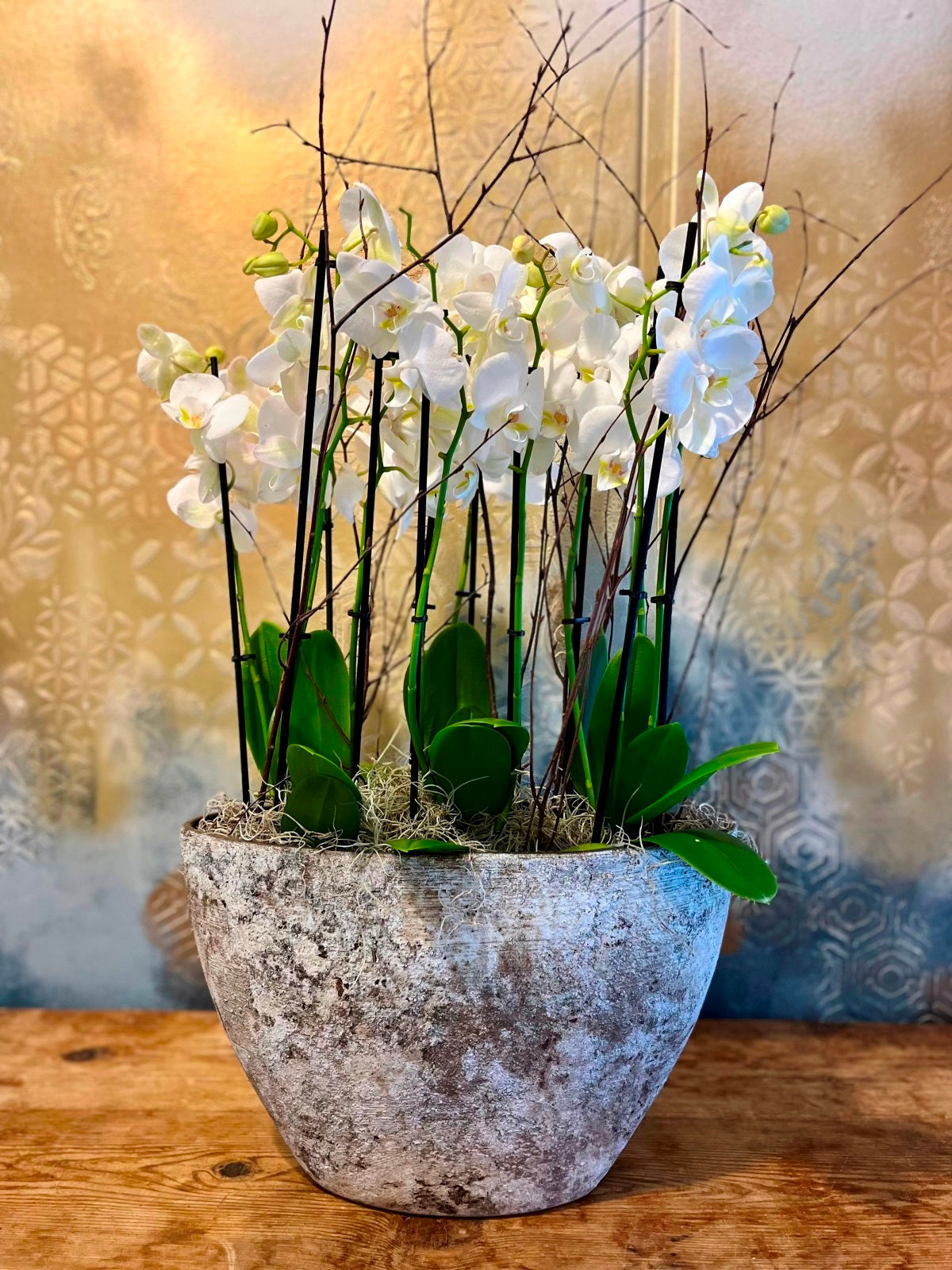 Large Planted White Orchid Display