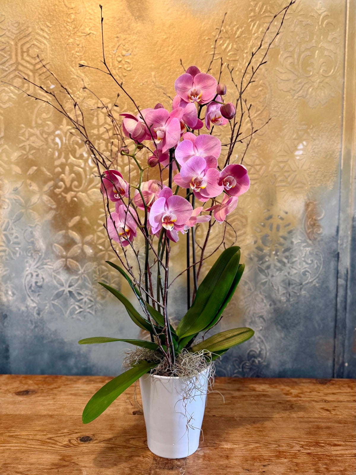 Purple Orchid Plant