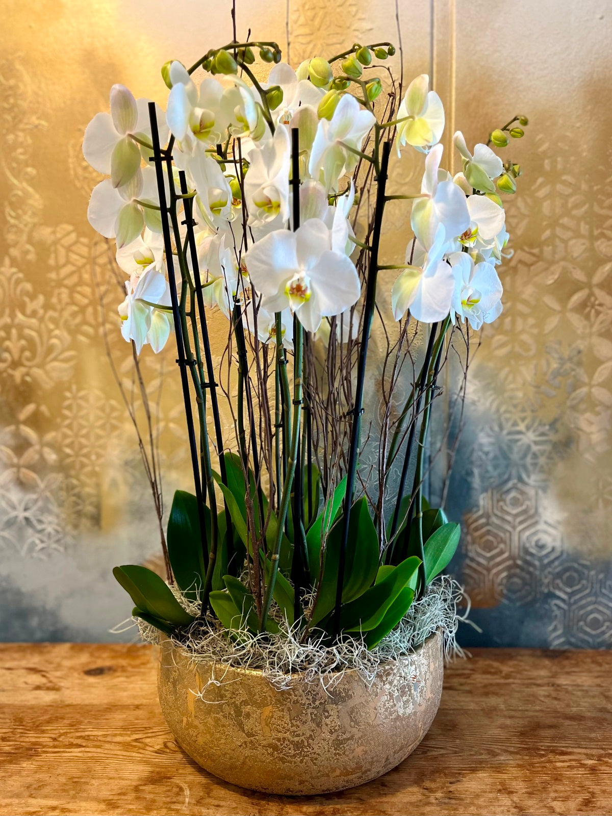 Spectacular Planted White Orchid Display