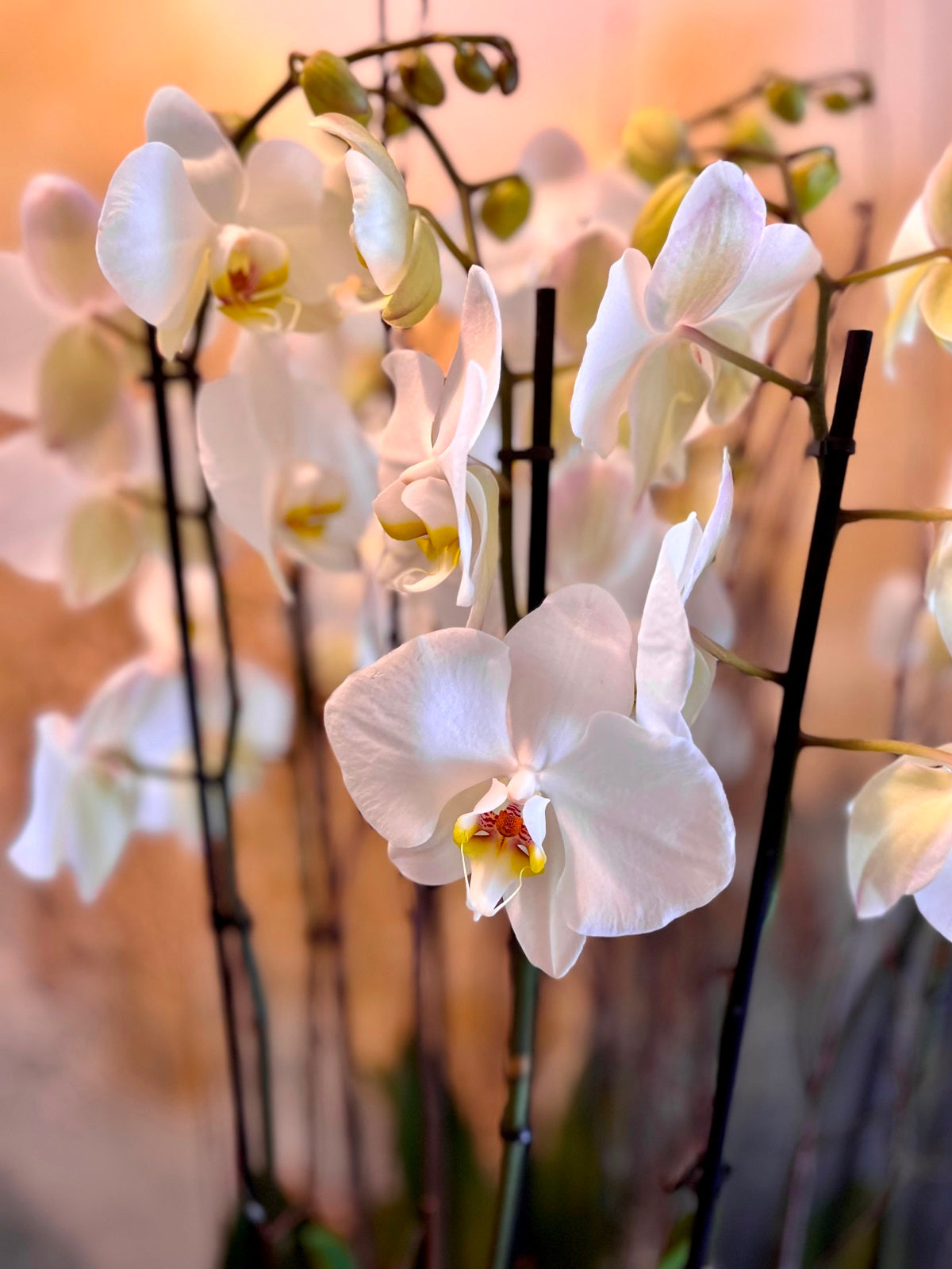 Spectacular Planted White Orchid Display
