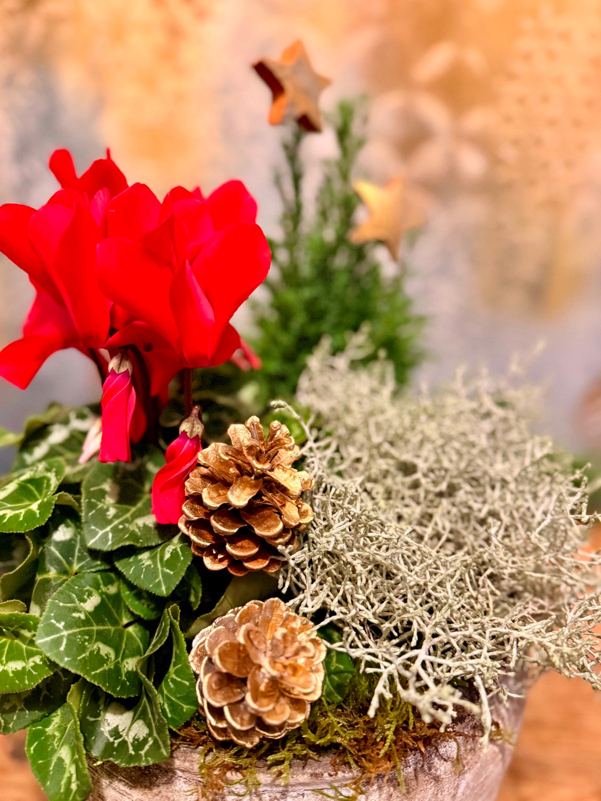Close up of colourful Christmas planter in ceramic container.