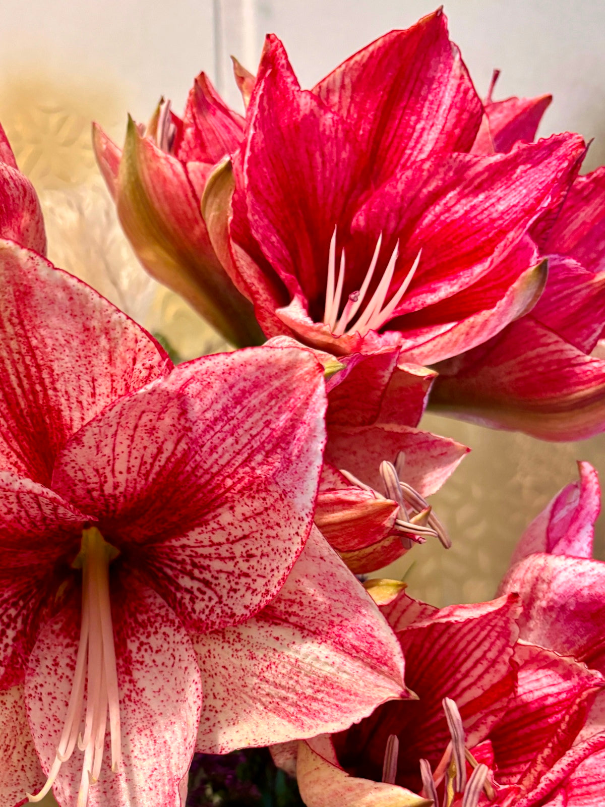 Winter Amaryllis in Glass Vase